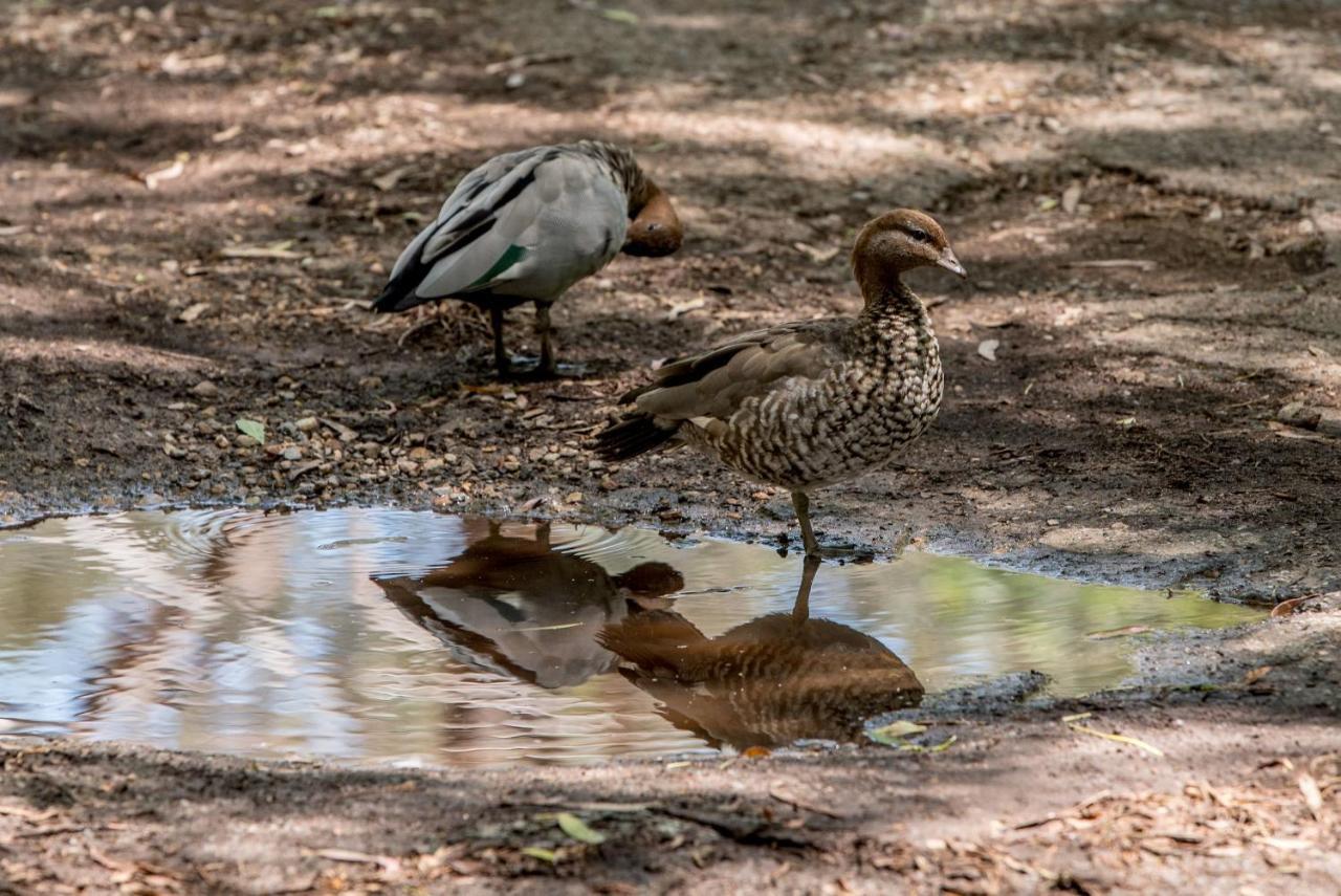 Belair National Park Holiday Park Buitenkant foto